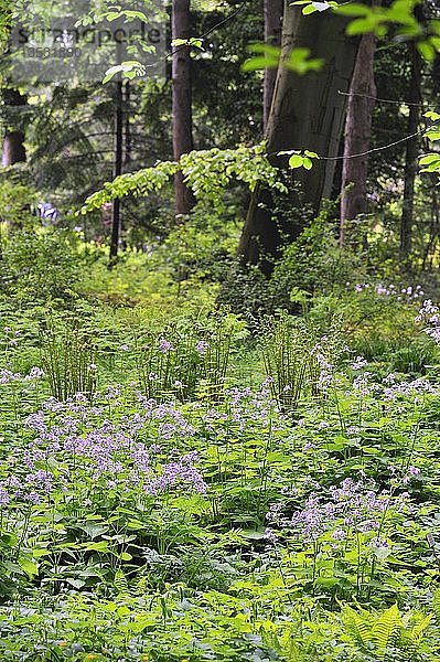 Auenwald mit Farnen und Stauden-Ehrenpreis (Lunaria rediviva)  Deutschland  Europa