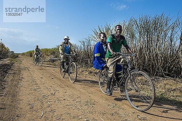 Zuckerrohrschneider auf dem Weg zur Arbeit radeln durch die Zuckerrohrfelder  Nchalo  Malawi  Afrika