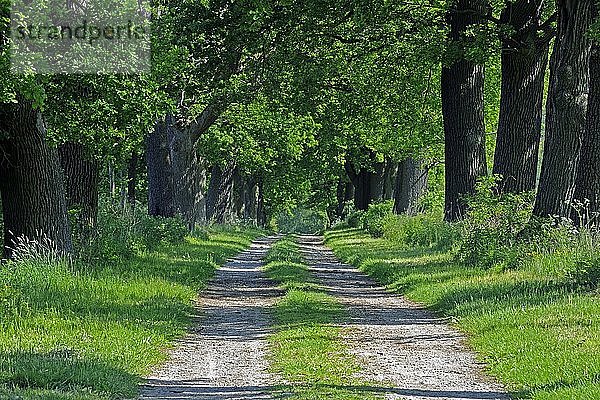 Idyllische Allee aus alten Eichen (Quercus)  Hessen  Deutschland  Europa