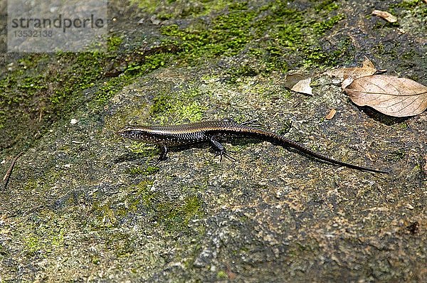 Mabuya multifasciata