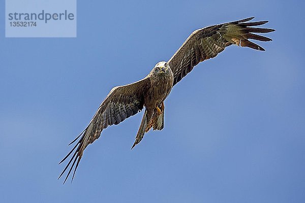 Rotmilan (Milvus milvus)  fliegt in blauem Himmel  Deutschland  Europa