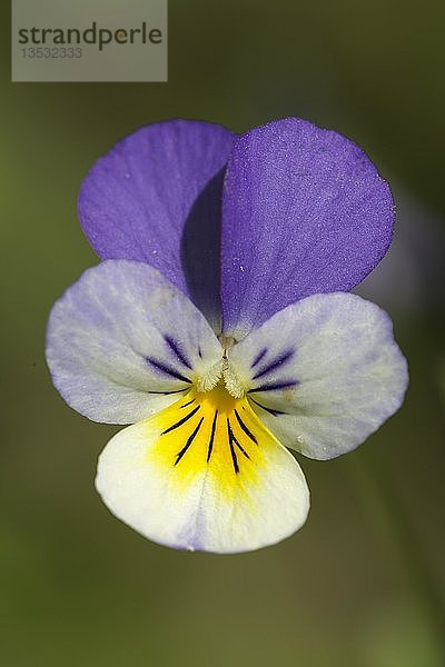 Wildes Stiefmütterchen oder Herzgespann (Viola tricolor)