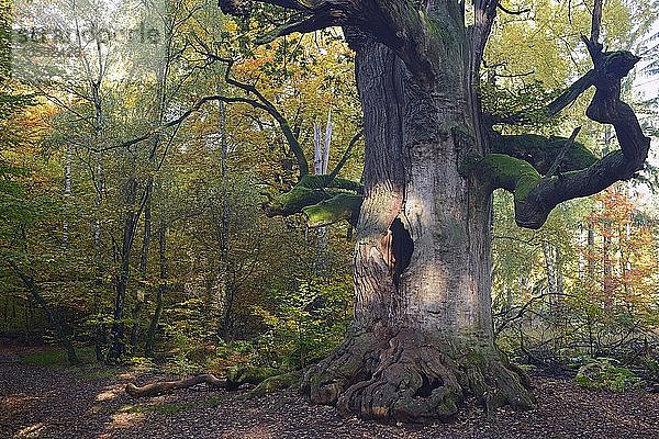 Ca. 800 Jahre alte Eiche (Quercus) im Herbst  Naturschutzgebiet des Urwaldes Sababurg  Hessen  Deutschland  Europa