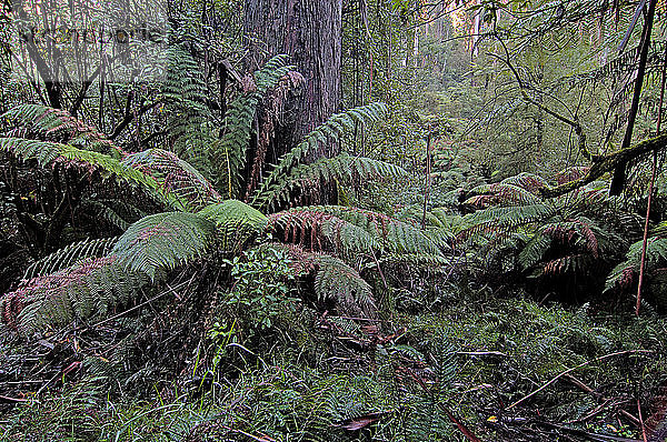 Ferntree  Dicsonia spp.  Victoria  australien