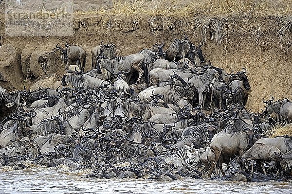 Gnus (Connochaetes taurinus) drängeln sich am Ufer des Mara-Flusses  Gnuwanderung  Masai Mara  Kenia  Ostafrika  Afrika