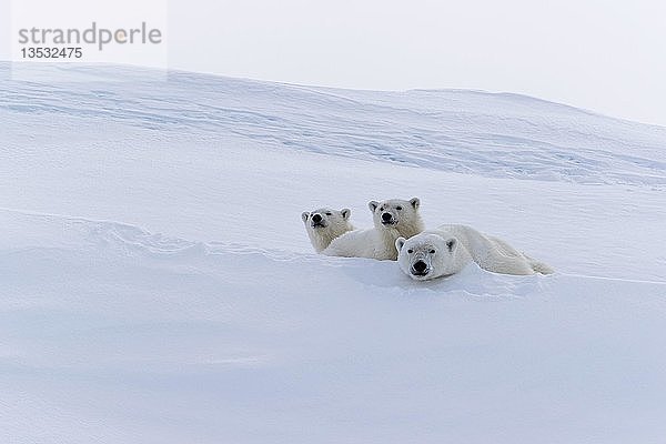 Eisbären (Ursus maritimus)  Muttertier und zwei Jungtiere  15 Monate  ruhend auf Schnee  Unorganized Baffin  Baffin Island  Nunavut  Kanada  Nordamerika