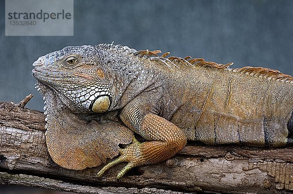 Grüner Leguan  Iguana iguana  altes Männchen
