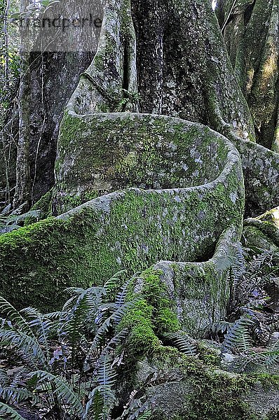 Typische Pfahlwurzeln eines Baumriesen im Lamington National Park  Queensland  Australien  Ozeanien