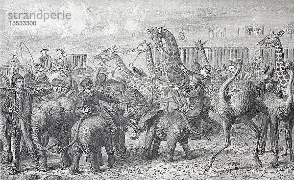Die Ankunft der Tierkarawane des Casanova von Cassala in Hamburg  mit Straußen  Giraffen und kleinen Elefanten  Holzschnitt  Deutschland  Europa