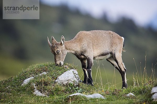 Alpensteinbock (Capra ibex) bei der Fütterung  Niederhorn  Schweiz  Europa