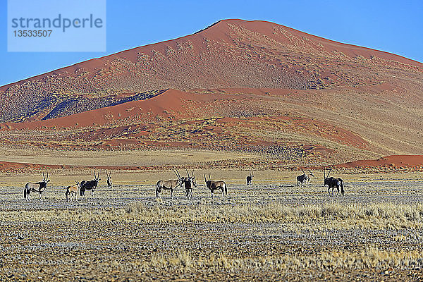Gemsböcke (Oryx gazella) in der Sossusvlei-Salzpfanne  Sossusvlei  Namib-Wüste  Namib Naukluft Park  Namibia  Afrika