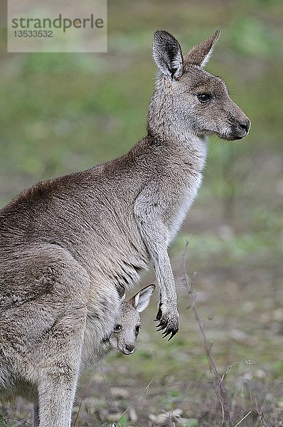 Östliches Graues Känguru (Macropus giganteus)  Mutter mit Jungtieren in ihrem Beutel  Warrumbungle National Park  Australien  Ozeanien