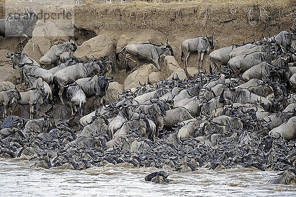 Gnus (Connochaetes taurinus)  Gnu-Wanderung  Gedränge am Ufer des Mara-Flusses  Masai Mara  Kenia  Ostafrika  Afrika