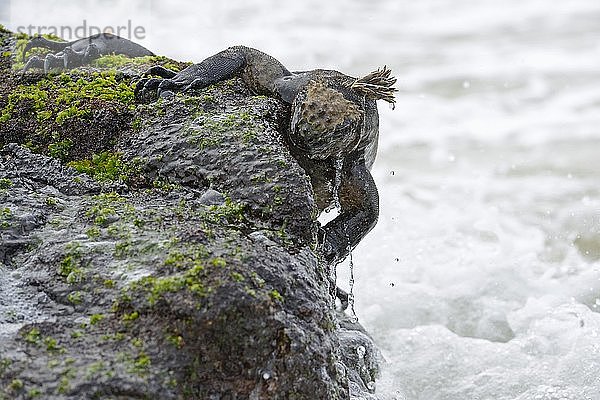 Meeresleguan (Amblyrhynchus cristatus)  Unterart von der Insel Isabela  frisst Algen aus Lava  Puerto Villamil  Galapagos-Inseln  UNESCO-Weltnaturerbe  Ecuador  Südamerika