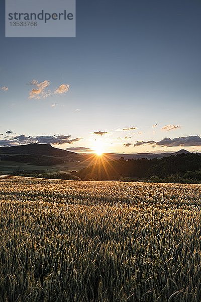 Blick über ein Weizenfeld bei Sonnenuntergang  im Hintergrund der Vulkan Hohenstoffeln und der Vulkan Hohenhewen  Hegau-Landschaft  Baden-Württemberg  Deutschland  Europa