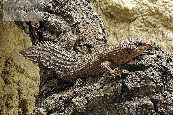 Gidgee Skink (Egernia stokesii)  sehr seltene  bedrohte Art