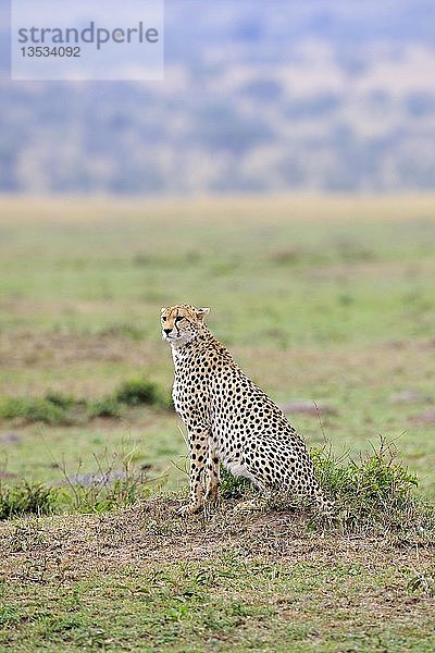 Gepard (Acinonyx jubatus) hält Wache  Landschaft des Maasai Mara National Reserve  Kenia  Ostafrika  Afrika