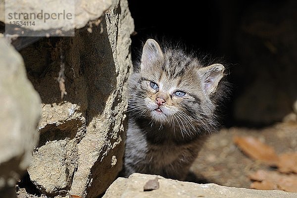 Sehr junge Europäische Wildkatze (Felis silvestris)  die ihre Umgebung vor dem Bau erkundet