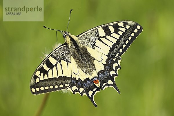 Altweltlicher Schwalbenschwanz (Papilio machaon)
