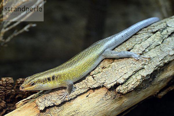 Regenbogen-Mabuya (Trachylepis quinquetaeniata)  in Gefangenschaft  Vorkommen Afrika