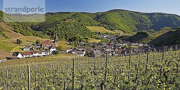 Blick über die Weinberge auf den Ort Mayschoss  Ahrtal  Eifel  Rheinland-Pfalz  Deutschland  Europa