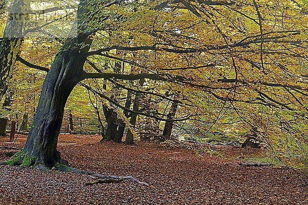 Stimmungsvolle Herbstlichtsituation mit Buche (Fagus)  Urwald Sababurg  Urwald Sababurg  Hessen  Deutschland  Europa