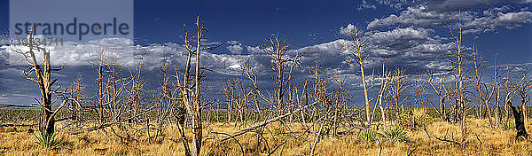 Verwüstete Landschaft mit abgestorbenen Bäumen nach einem Waldbrand im Jahr 2002  Cedar Tree Tower  Mesa Verde National Park  Colorado  Vereinigte Staaten  Nordamerika