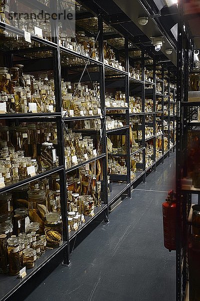 Regale mit alkoholkonservierten Tierpräparaten  Exponate in den Nasssammlungen  Naturkundemuseum  Naturkundemuseum  Berlin  Deutschland  Europa