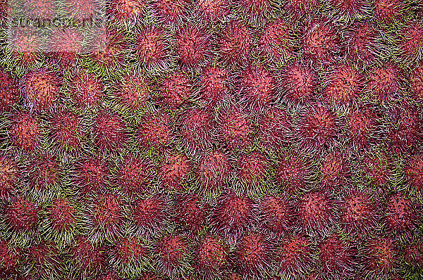 Rambutan-Früchte  Nephelium lappaceum