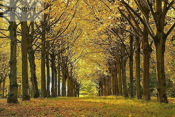 Linden-Allee im Herbst  Park von Schloss Wilhelmsthal  Landschaftspark  Nordhessen  bei Kassel  Hessen  Deutschland  Europa