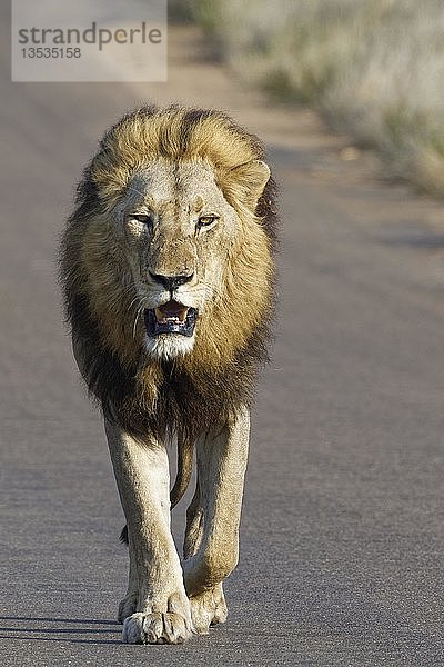 Afrikanischer Löwe (Panthera leo)  erwachsenes Männchen auf einer geteerten Straße  Krüger-Nationalpark  Südafrika  Afrika