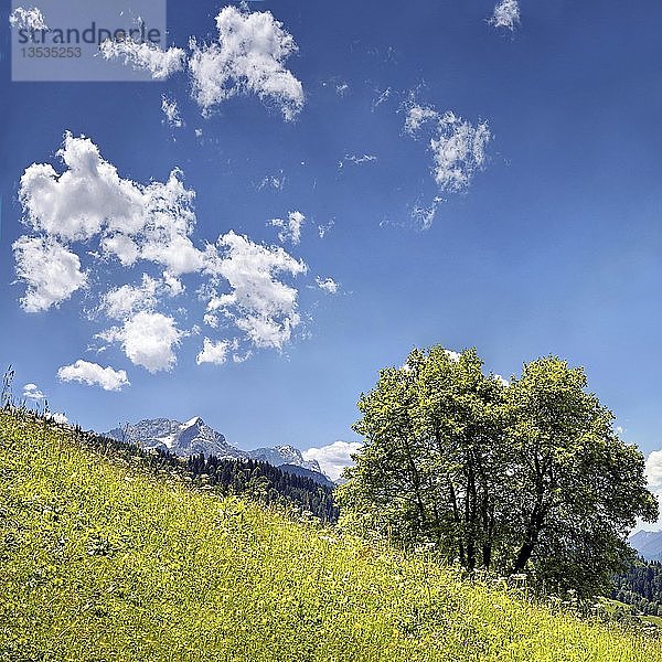 Frühlingshafte Berglandschaft mit grünem Gras  im Hintergrund die Gipfel von Zugspitze und Alpspitze  Wamberg  Oberbayern  Bayern  Deutschland  Europa