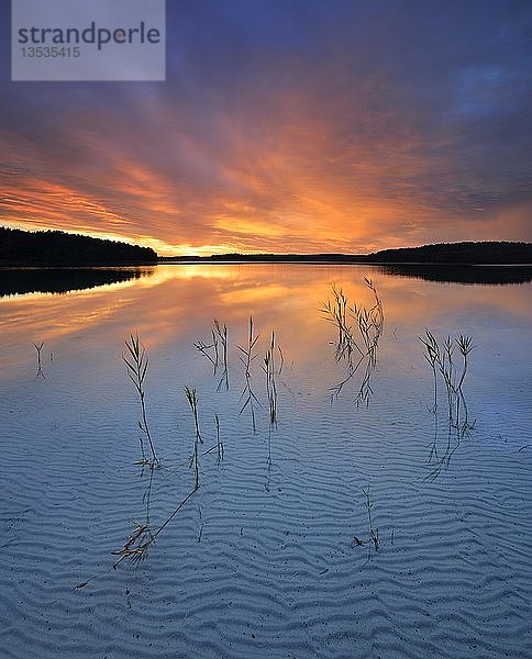 Großer Fürstensee mit Schilf  klares Wasser mit Wellenstruktur im Sand  Sonnenuntergang  bewölkte Stimmung  Müritz-Nationalpark  Fürstensee  Mecklenburg-Vorpommern  Deutschland  Europa