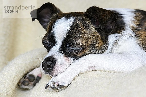 Kleiner Chihuahua Hund  schlafend  Tierportrait  Deutschland  Europa