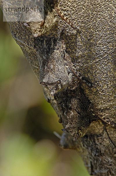 Fledermaus  Rhynchonycteris naso  schlafend auf Baum  Pantanal  Brasilien