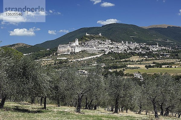 Ansicht eines Olivenhains mit Stadt  Assisi  Umbrien  Italien  Europa