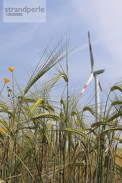 Gerste (Hordeum vulgare)  Gerstenfeld vor einer Windkraftanlage  Hohenlohe  Baden-Württemberg  Deutschland  Europa