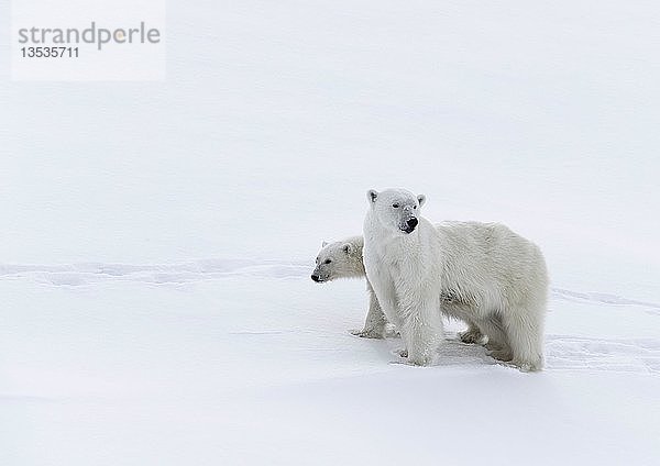 Eisbären (Ursus maritimus)  Muttertier und ein einjähriges (15 Monate) Jungtier im Schnee  Unorganized Baffin  Baffin Island  Nunavut  Kanada  Nordamerika