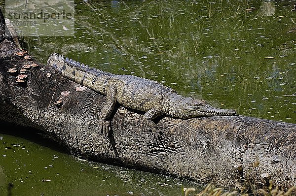 Süßwasserkrokodil  Crocodylus johnsoni  Nördliches Territorium  Australien  Ozeanien