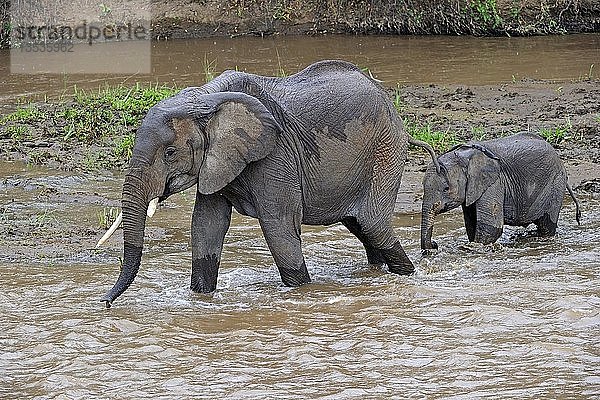 Afrikanischer Buschelefant oder Afrikanischer Savannenelefant (Loxodonta africana)  erwachsenes Weibchen mit Jungtier beim Überqueren des Mara-Flusses  Masai Mara  Kenia  Ostafrika  Afrika