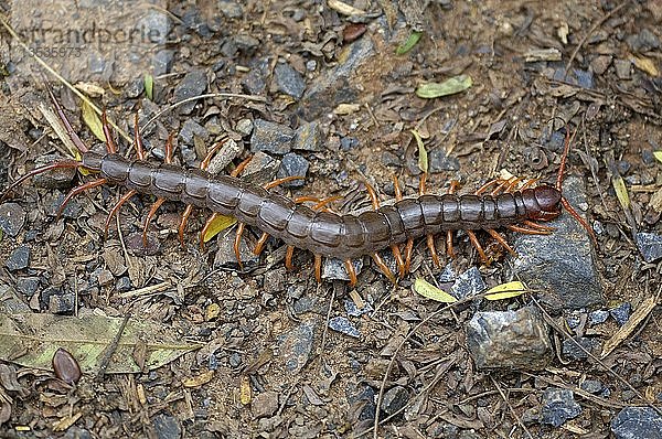 Scolopendra spec.