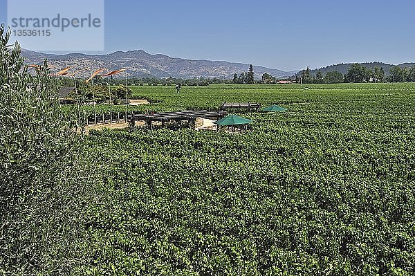 Weinberge der Robert Mondavi Winery  Napa Valley  Kalifornien  USA  Nordamerika