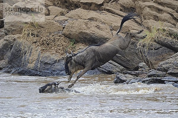 Gnu (Connochaetes taurinus)  Sprung in den Mara-Fluss während der Gnu-Wanderung  Masai Mara  Kenia  Afrika