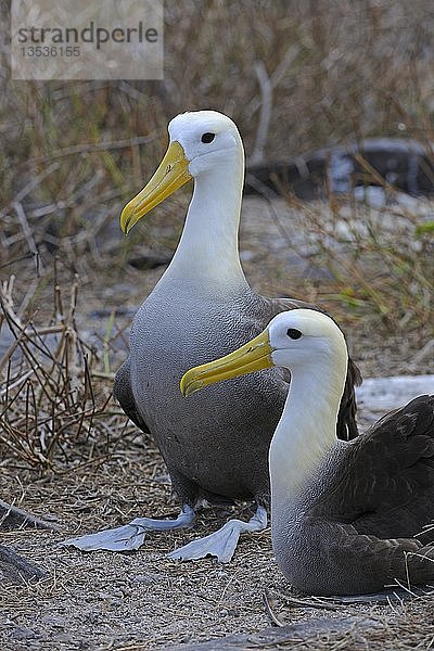 Wellenalbatrosse oder Galapagos-Albatrosse (Phoebastria irrorata)  Insel Espanola  Galapagos-Inseln  UNESCO-Weltnaturerbe  Ecuador  Südamerika