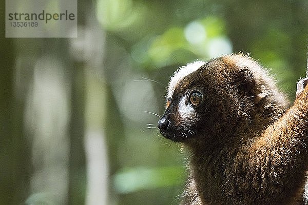 Rotbauchlemur (Eulemur rubriventer)  Männchen  Tierporträt  Regenwald  Ost-Madagaskar