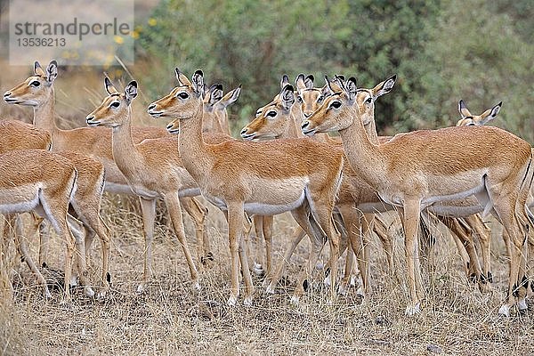 Herde von weiblichen Impala-Antilopen (Aepyceros melampus)  Masai Mara  Kenia  Ostafrika  Afrika