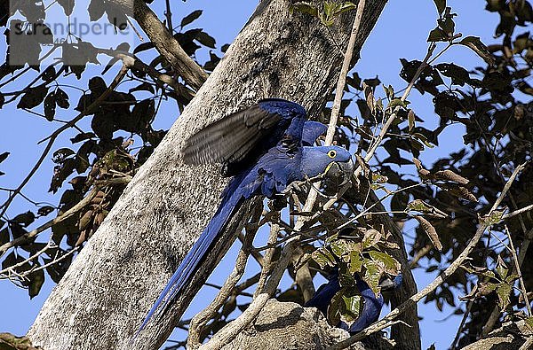 Blauer Ara  Ara  Anodorhynchus hyacinthinus  Pantanal  Brasilien