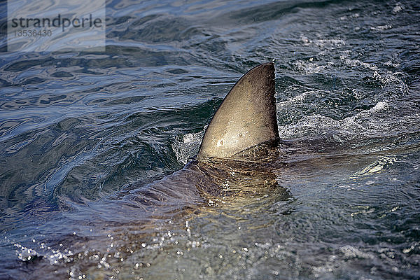 Weißer Hai (Carcharodon carcharias)  Rückenflosse  Seal Island  Westkap  Südafrika  Afrika