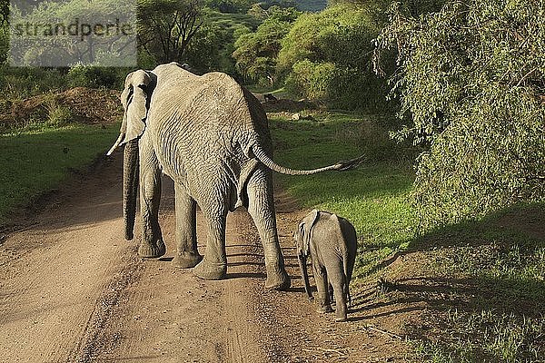 Afrikanischer Busch-Elefant (Loxodonta africana)  Lake Manyara National Park  Tansania  Afrika