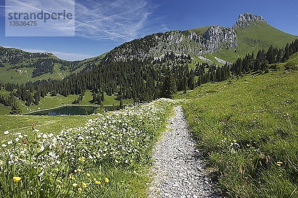 Frühlingswiese mit Wanderweg und Bergsee auf dem Stockhorn  Berner Oberland  Schweiz  Europa
